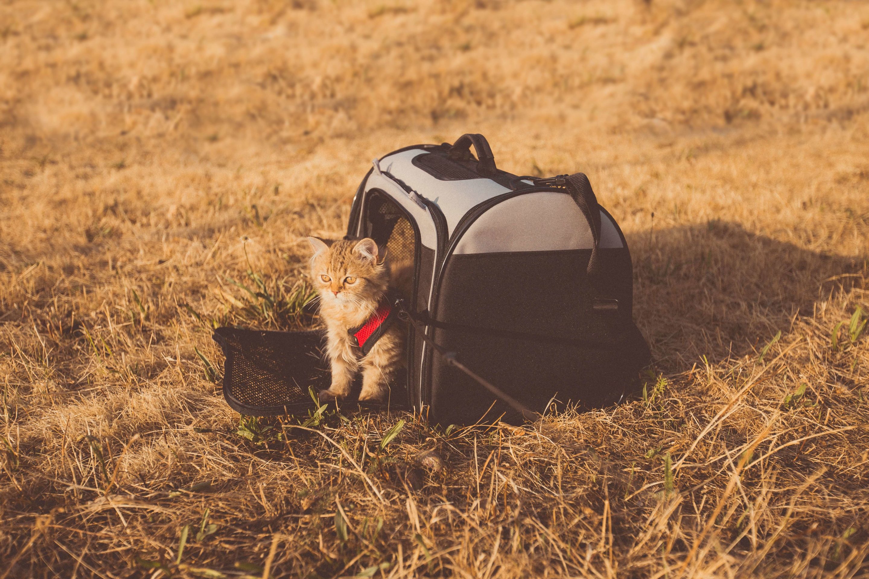 sac de transport pour chien et chat en voyage