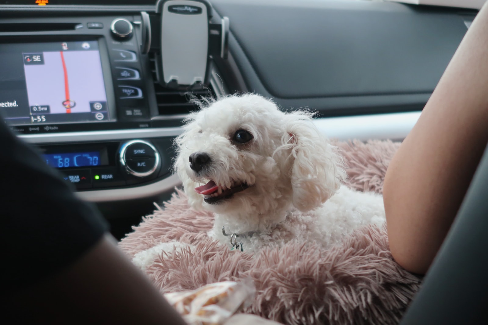 chien en voiture dans un siège auto